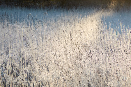 Plants and grass covered with a frost and first snow, close-up. Forest meadow. Morning fog. Autumn, early winter. Seasons, climate change, cold weather, ecology, botany. Natural background, texturesの写真素材