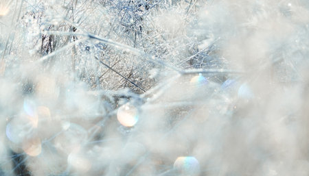 Plants and grass covered with a frost and first snow, close-up. Forest meadow. Morning fog. Autumn, early winter. Seasons, climate change, cold weather, ecology, botany. Natural background, texturesの写真素材