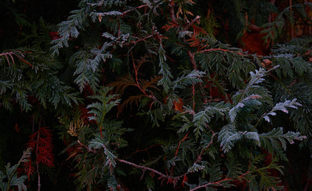 Northern white-cedar branch (Thuja occidentalis) covered with a frost. Decorative evergreen coniferous tree. Autumn, early winter, Cold weather, first snow. Dark atmospheric plant background, close-upの写真素材