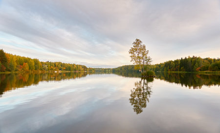 Majestic evergreen forest and Suiro lake (Kulovesi). Island with a lonely golden birch tree. Finland. Scandinavia, Europe. Reflections in a still water, clear sky. Autumn landscapeの写真素材