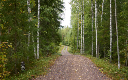 Winding rural road (pathway, walkway)  through the majestic evergreen forest. Autumn landscape. Finland. Nature, eco tourism, nordic walking, hiking trail themesの写真素材