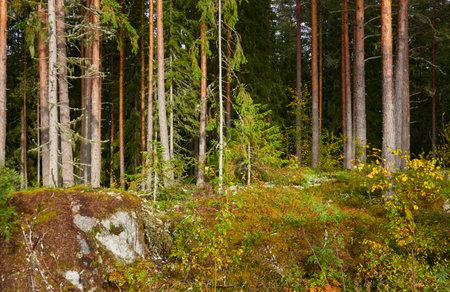 Panoramic view of majestic autumn forest. Mighty evergreen (pine) and deciduous trees, plants, golden leaves. Finland. Pure nature, seasons, environment, ecology, fresh air conceptsの写真素材
