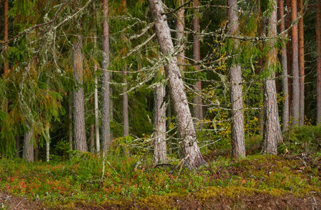 Panoramic view of majestic autumn forest. Mighty evergreen (pine) and deciduous trees, plants, golden leaves. Finland. Pure nature, seasons, environment, ecology, fresh air conceptsの写真素材