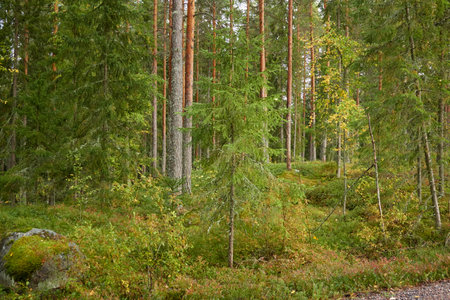 Panoramic view of majestic autumn forest. Mighty evergreen (pine) and deciduous trees, plants, golden leaves. Finland. Pure nature, seasons, environment, ecology, fresh air conceptsの写真素材