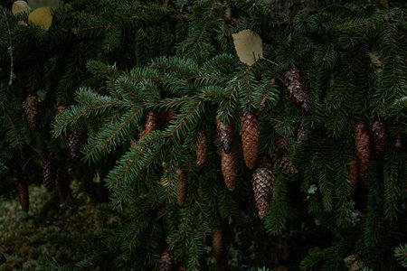 Green needles and cones of young spruce tree. Evergreen pine forest. Autumn. Nature, seasons, environmental conservation, reforestation. Macrophotography, graphic resources. Dark colorsの写真素材
