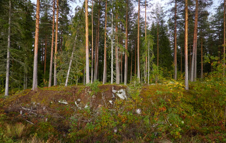 Panoramic view of majestic autumn forest. Mighty evergreen (pine) and deciduous trees, plants, golden leaves. Finland. Pure nature, seasons, environment, ecology, fresh air conceptsの写真素材