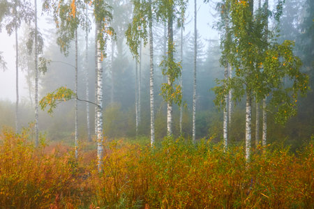 Golden birch tree and evergreen forest in a fog at sunrise. Mighty trees, colorful leaves and plants. Finland. Idyllic autumn landscape. Finnish nature, seasons, environment, ecotourism themesの写真素材