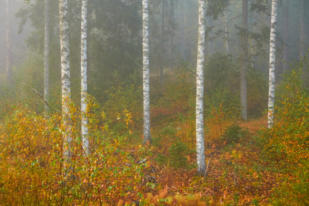 Golden birch tree and evergreen forest in a fog at sunrise. Mighty trees, colorful leaves and plants. Finland. Idyllic autumn landscape. Finnish nature, seasons, environment, ecotourism themesの写真素材