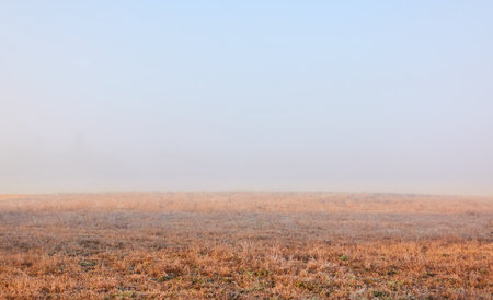 Panoramic view of the forest meadow (overgrown field) in a thick fog. Morning sunlight, sunshine. Sunny day. Finland. Pure nature, seasons, environment, ecology themesの写真素材