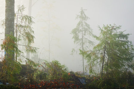 Evergreen pine forest meadow in a fog at sunrise. Trees, stones, plants. Soft sunlight. Atmospheric autumn landscape. Finland. Nature, deforestation and reforestation, wildfire, ecology themesの写真素材