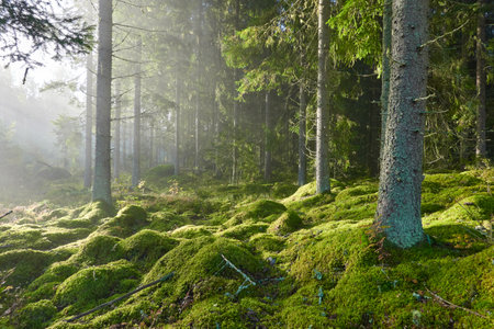 Evergreen pine forest in a fog at sunrise. Mighty trees, emerald green moss. Sunbeams, sunshine. Atmospheric mystical autumn landscape. Finland. Nature, deforestation and reforestation, ecology themesの写真素材