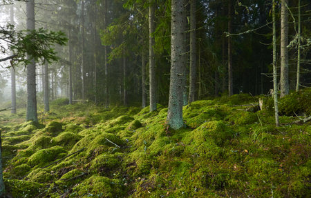 Evergreen pine forest in a fog at sunrise. Mighty trees, emerald green moss. Sunbeams, sunshine. Atmospheric mystical autumn landscape. Finland. Nature, deforestation and reforestation, ecology themesの写真素材