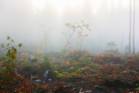 Evergreen pine forest meadow in a fog at sunrise. Trees, stones, plants. Soft sunlight. Atmospheric autumn landscape. Finland. Nature, deforestation and reforestation, wildfire, ecology themesの写真素材