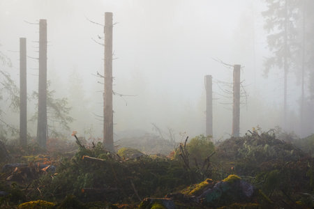 Evergreen pine forest meadow in a fog at sunrise. Trees, stones, plants. Soft sunlight. Atmospheric autumn landscape. Finland. Nature, deforestation and reforestation, wildfire, ecology themesの写真素材