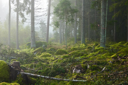 Evergreen pine forest in a fog at sunrise. Mighty trees, emerald green moss. Sunbeams, sunshine. Atmospheric mystical autumn landscape. Finland. Nature, deforestation and reforestation, ecology themesの写真素材