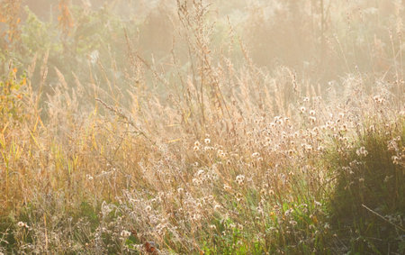 Forest meadow in a fog at sunrise. Plants and grass. Sunbeams, sunshine. Atmospheric mystical autumn landscape. Finland. Nature, seasons, environment, ecology themesの写真素材