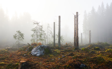 Evergreen pine forest meadow in a fog at sunrise. Trees, stones, plants. Soft sunlight. Atmospheric autumn landscape. Finland. Nature, deforestation and reforestation, wildfire, ecology themesの写真素材
