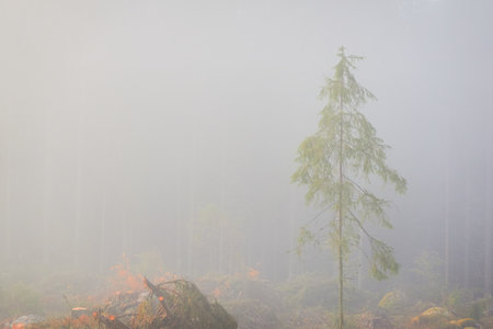 Evergreen pine forest meadow in a fog at sunrise. Trees, stones, plants. Soft sunlight. Atmospheric autumn landscape. Finland. Nature, deforestation and reforestation, wildfire, ecology themesの写真素材