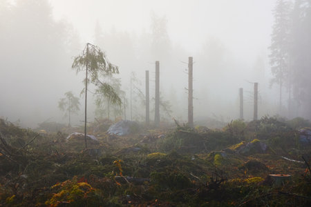 Evergreen pine forest meadow in a fog at sunrise. Trees, stones, plants. Soft sunlight. Atmospheric autumn landscape. Finland. Nature, deforestation and reforestation, wildfire, ecology themesの写真素材
