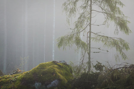 Majestic evergreen pine forest in a fog at sunrise Mighty trees, plants, moss. Atmospheric autumn landscape. Finland. Nature, deforestation and reforestation, ecology themesの写真素材