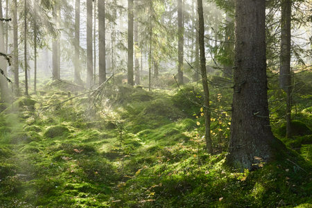 Evergreen pine forest in a fog at sunrise. Mighty trees, emerald green moss. Sunbeams, sunshine. Atmospheric mystical autumn landscape. Finland. Nature, deforestation and reforestation, ecology themesの写真素材