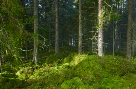 Evergreen pine forest in a fog at sunrise. Mighty trees, emerald green moss. Sunbeams, sunshine. Atmospheric mystical autumn landscape. Finland. Nature, deforestation and reforestation, ecology themesの写真素材
