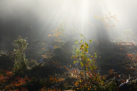Majestic evergreen pine forest in a fog at sunrise Mighty trees, plants, moss. Sunbeams, sunshine. Atmospheric autumn landscape. Finland. Nature, deforestation and reforestation, ecology themesの写真素材
