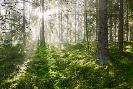 Evergreen pine forest in a fog at sunrise. Mighty trees, emerald green moss. Sunbeams, sunshine. Atmospheric mystical autumn landscape. Finland. Nature, deforestation and reforestation, ecology themesの写真素材