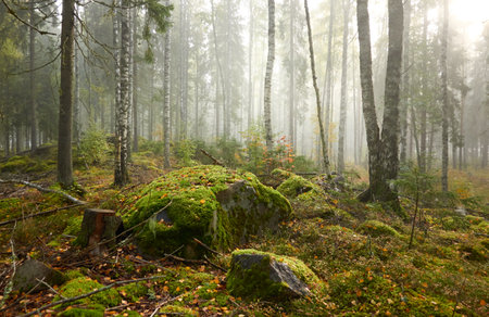 Majestic evergreen pine forest in a fog at sunrise Mighty trees, plants, moss. Atmospheric autumn landscape. Finland. Nature, deforestation and reforestation, ecology, ecotourism themesの写真素材