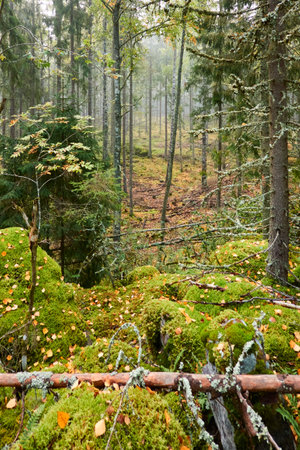 Majestic evergreen pine forest in a fog at sunrise Mighty trees, plants, moss. Atmospheric autumn landscape. Finland. Nature, deforestation and reforestation, ecology, ecotourism themesの写真素材