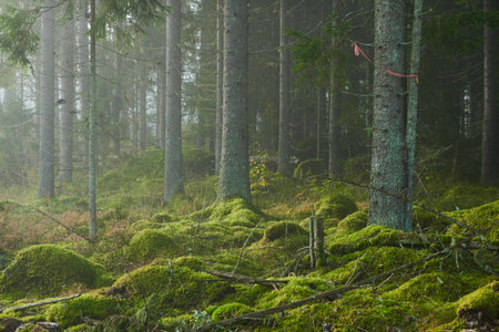 Evergreen pine forest in a fog at sunrise. Mighty trees, emerald green moss. Sunbeams, sunshine. Atmospheric mystical autumn landscape. Finland. Nature, deforestation and reforestation, ecology themesの写真素材