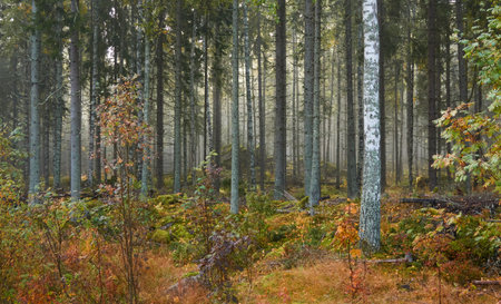 Majestic evergreen pine forest in a fog at sunrise Mighty trees, plants, moss. Atmospheric autumn landscape. Finland. Nature, deforestation and reforestation, ecology, ecotourism themesの写真素材