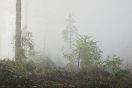 Evergreen pine forest meadow in a fog at sunrise. Trees, stones, plants. Soft sunlight. Atmospheric autumn landscape. Finland. Nature, deforestation and reforestation, wildfire, ecology themesの写真素材