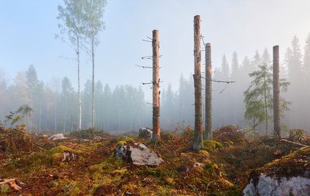 Evergreen pine forest meadow in a fog at sunrise. Trees, stones, plants. Soft sunlight. Atmospheric autumn landscape. Finland. Nature, deforestation and reforestation, wildfire, ecology themesの写真素材