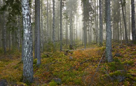 Majestic evergreen pine forest in a fog at sunrise Mighty trees, plants, moss. Atmospheric autumn landscape. Finland. Nature, deforestation and reforestation, ecology, ecotourism themesの写真素材
