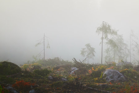 Evergreen pine forest meadow in a fog at sunrise. Trees, stones, plants. Soft sunlight. Atmospheric autumn landscape. Finland. Nature, deforestation and reforestation, wildfire, ecology themesの写真素材