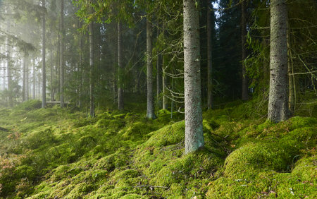 Evergreen pine forest in a fog at sunrise. Mighty trees, emerald green moss. Sunbeams, sunshine. Atmospheric mystical autumn landscape. Finland. Nature, deforestation and reforestation, ecology themesの写真素材