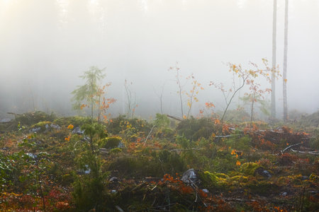 Evergreen pine forest meadow in a fog at sunrise. Trees, stones, plants. Soft sunlight. Atmospheric autumn landscape. Finland. Nature, deforestation and reforestation, wildfire, ecology themesの写真素材