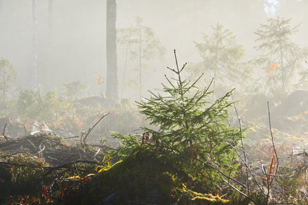 Majestic evergreen pine forest in a fog at sunrise Mighty trees, plants, moss. Sunbeams, sunshine. Atmospheric autumn landscape. Finland. Nature, deforestation and reforestation, ecology themesの写真素材
