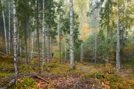 Majestic evergreen pine forest in a fog at sunrise Mighty trees, plants, moss. Atmospheric autumn landscape. Finland. Nature, deforestation and reforestation, ecology, ecotourism themesの写真素材