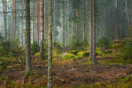 Majestic evergreen pine forest in a fog at sunrise Mighty trees, plants, moss. Atmospheric autumn landscape. Finland. Nature, deforestation and reforestation, ecology, ecotourism themesの写真素材