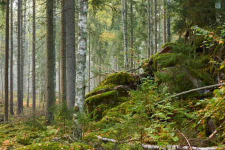 Majestic evergreen pine forest in a fog at sunrise. Mighty trees, tones, moss, lichen, plants. Atmospheric autumn landscape. Finland. Nature, deforestation and reforestation, ecology, ecotourism themeの写真素材
