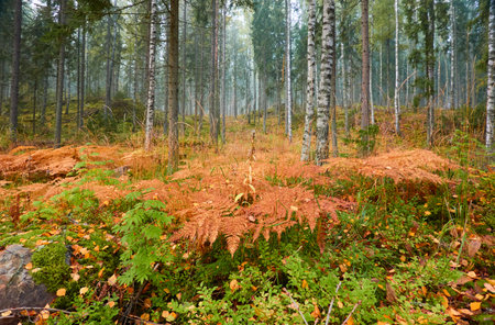 Majestic evergreen pine forest in a fog at sunrise. Mighty trees, golden plants, moss. Atmospheric autumn landscape. Finland. Nature, deforestation and reforestation, ecology, ecotourism themesの写真素材