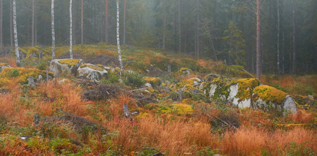 Majestic evergreen pine forest in a fog at sunrise. Stones, golden plants and fern, moss. Atmospheric autumn landscape. Finland. Nature, deforestation and reforestation, ecology, ecotourism themesの写真素材