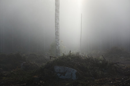 Evergreen pine forest meadow in a fog at sunrise. Trees, stones, plants. Soft sunlight. Atmospheric autumn landscape. Finland. Nature, deforestation and reforestation, wildfire, ecology themesの写真素材
