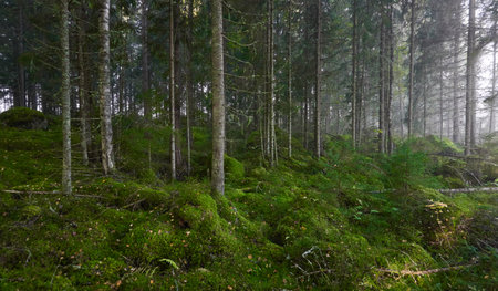 Evergreen pine forest in a fog at sunrise. Mighty trees, emerald green moss. Sunbeams, sunshine. Atmospheric mystical autumn landscape. Finland. Nature, deforestation and reforestation, ecology themesの写真素材