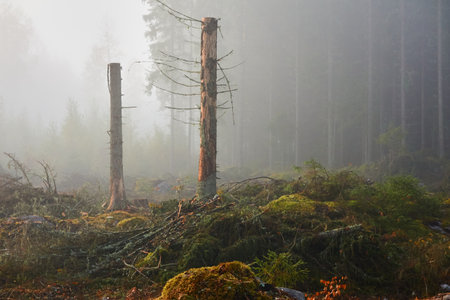 Evergreen pine forest meadow in a fog at sunrise. Trees, stones, plants. Soft sunlight. Atmospheric autumn landscape. Finland. Nature, deforestation and reforestation, wildfire, ecology themesの写真素材