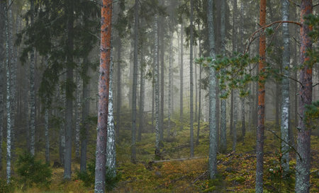 Majestic evergreen pine forest in a fog at sunrise Mighty trees, plants, moss. Atmospheric autumn landscape. Finland. Nature, deforestation and reforestation, ecology, ecotourism themesの写真素材