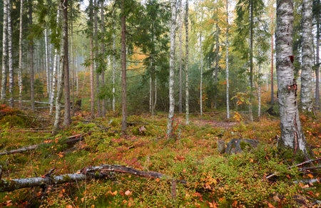 Majestic evergreen pine forest in a fog at sunrise Mighty trees, plants, moss. Atmospheric autumn landscape. Finland. Nature, deforestation and reforestation, ecology, ecotourism themesの写真素材