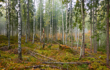 Majestic evergreen pine forest in a fog at sunrise Mighty trees, plants, moss. Atmospheric autumn landscape. Finland. Nature, deforestation and reforestation, ecology, ecotourism themesの写真素材
